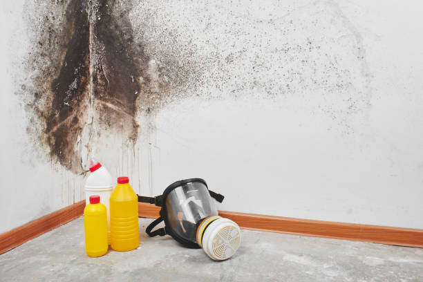 Best Residential Mold Remediation in Oildale, CA