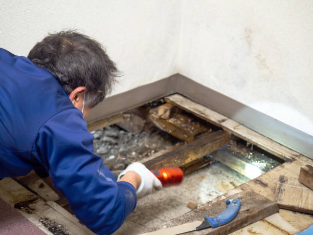 Best Mold Remediation for Specific Building Types in Oildale, CA