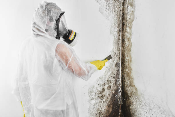 Best Mold Testing and Inspection Services in Oildale, CA