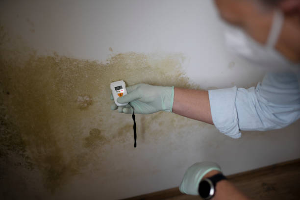 Best DIY Mold Remediation Support Services in Oildale, CA