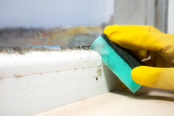 Best Residential Mold Remediation in Oildale, CA