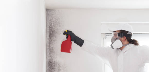 Best Black Mold Remediation in Oildale, CA