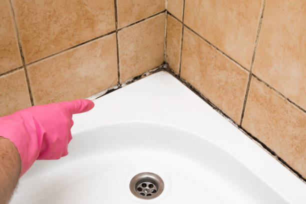 Best Kitchen Mold Remediation in Oildale, CA